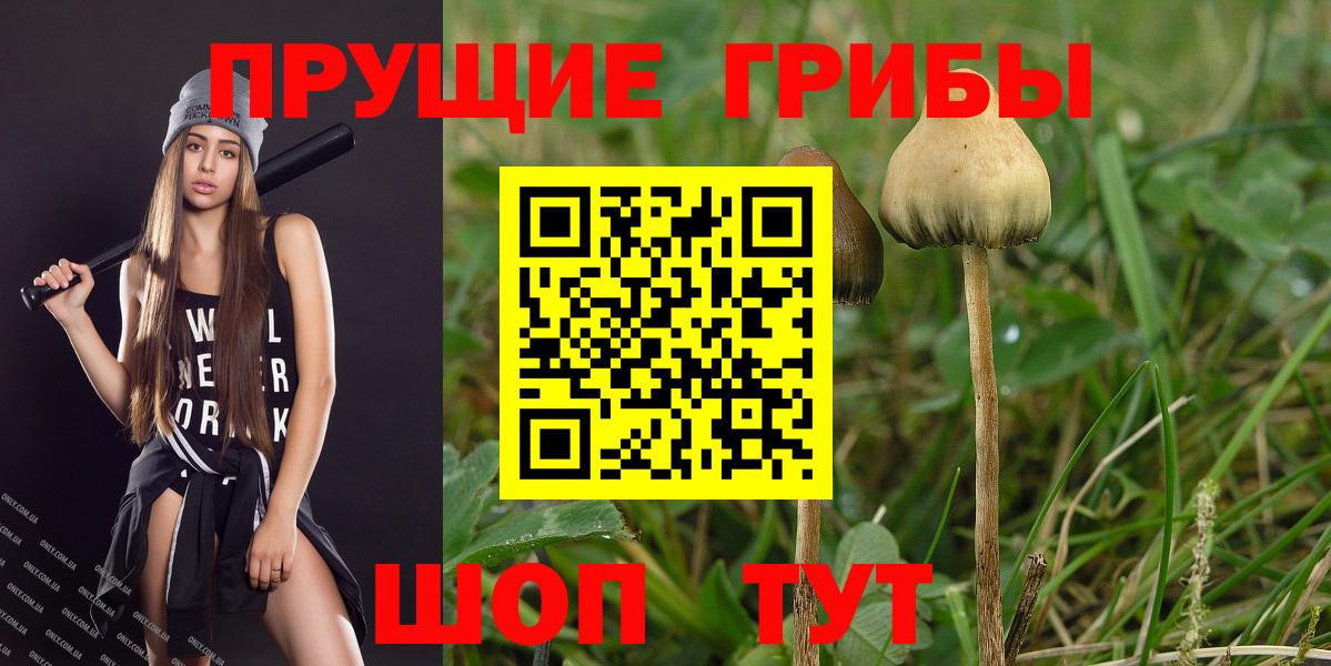 Галлюциногенные грибы Psilocybe Канаш